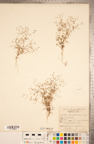  (Linanthus harknessii - CCDB-20334-C12)  @11 [ ] Copyright (2015) Deb Metsger Royal Ontario Museum