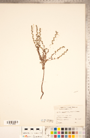 ( - CCDB-20335-F05)  @11 [ ] Copyright (2015) Deb Metsger Royal Ontario Museum