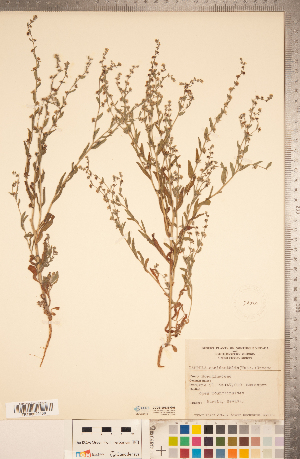  ( - CCDB-20335-G05)  @11 [ ] Copyright (2015) Deb Metsger Royal Ontario Museum