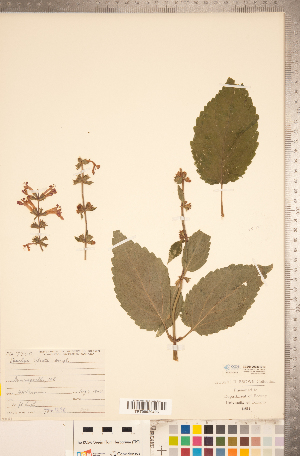  ( - CCDB-20336-B10)  @11 [ ] Copyright (2015) Deb Metsger Royal Ontario Museum