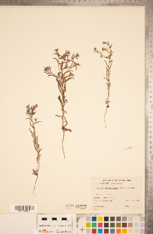  ( - CCDB-20335-E05)  @11 [ ] Copyright (2015) Deb Metsger Royal Ontario Museum