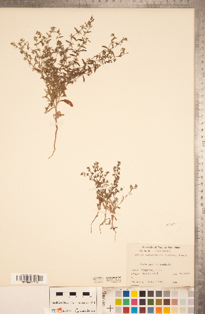  ( - CCDB-20335-D05)  @11 [ ] Copyright (2015) Deb Metsger Royal Ontario Museum