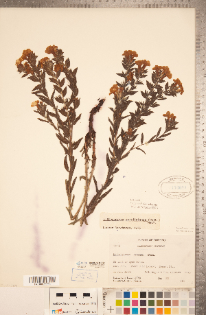  ( - CCDB-20335-B05)  @11 [ ] Copyright (2015) Deb Metsger Royal Ontario Museum