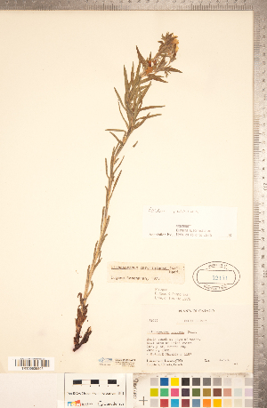 ( - CCDB-20335-A05)  @11 [ ] Copyright (2015) Deb Metsger Royal Ontario Museum