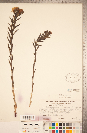  ( - CCDB-20335-G06)  @11 [ ] Copyright (2015) Deb Metsger Royal Ontario Museum
