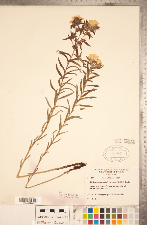  ( - CCDB-20335-F06)  @11 [ ] Copyright (2015) Deb Metsger Royal Ontario Museum