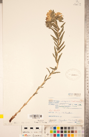  ( - CCDB-20335-D06)  @11 [ ] Copyright (2015) Deb Metsger Royal Ontario Museum