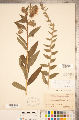  (Lithospermum parviflorum - CCDB-20335-H08)  @11 [ ] Copyright (2015) Deb Metsger Royal Ontario Museum
