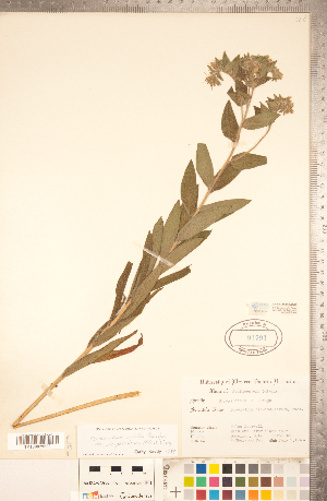  ( - CCDB-20335-G08)  @11 [ ] Copyright (2015) Deb Metsger Royal Ontario Museum