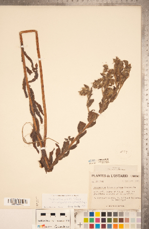  ( - CCDB-20335-F08)  @11 [ ] Copyright (2015) Deb Metsger Royal Ontario Museum