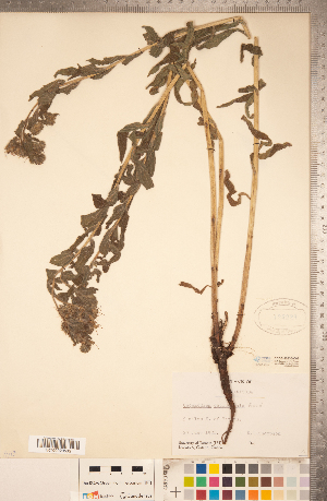  ( - CCDB-20335-C08)  @11 [ ] Copyright (2015) Deb Metsger Royal Ontario Museum