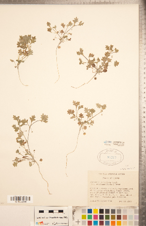  ( - CCDB-20335-A10)  @11 [ ] Copyright (2015) Deb Metsger Royal Ontario Museum