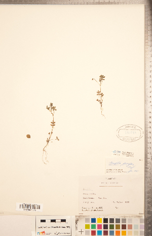  ( - CCDB-20335-H11)  @11 [ ] Copyright (2015) Deb Metsger Royal Ontario Museum