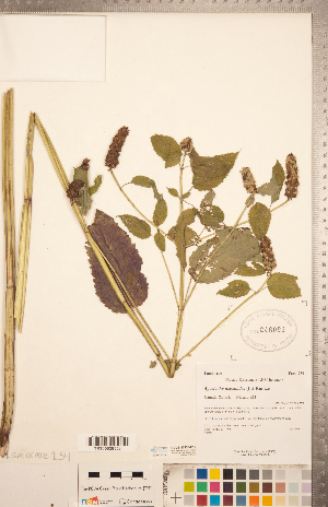  ( - CCDB-20335-C12)  @11 [ ] Copyright (2015) Deb Metsger Royal Ontario Museum