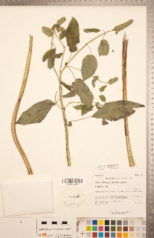  ( - CCDB-20335-B12)  @11 [ ] Copyright (2015) Deb Metsger Royal Ontario Museum