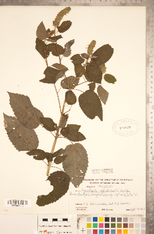  ( - CCDB-20336-H01)  @11 [ ] Copyright (2015) Deb Metsger Royal Ontario Museum