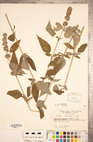  ( - CCDB-20336-D02)  @11 [ ] Copyright (2015) Deb Metsger Royal Ontario Museum