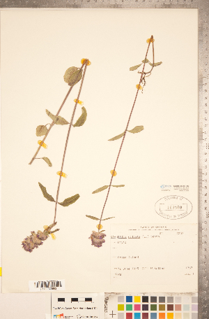  ( - CCDB-20336-E02)  @11 [ ] Copyright (2015) Deb Metsger Royal Ontario Museum