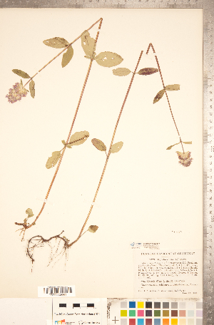  ( - CCDB-20336-G02)  @11 [ ] Copyright (2015) Deb Metsger Royal Ontario Museum