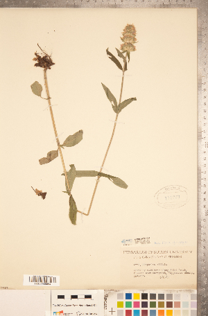  ( - CCDB-20336-F02)  @11 [ ] Copyright (2015) Deb Metsger Royal Ontario Museum