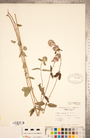  ( - CCDB-20336-H02)  @11 [ ] Copyright (2015) Deb Metsger Royal Ontario Museum
