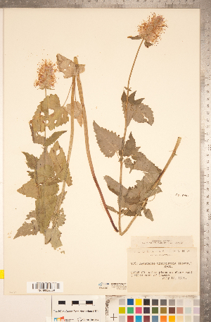  ( - CCDB-20336-C01)  @11 [ ] Copyright (2015) Deb Metsger Royal Ontario Museum