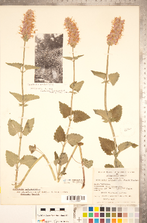  ( - CCDB-20336-D01)  @11 [ ] Copyright (2015) Deb Metsger Royal Ontario Museum