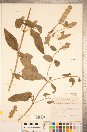  ( - CCDB-20336-E01)  @11 [ ] Copyright (2015) Deb Metsger Royal Ontario Museum