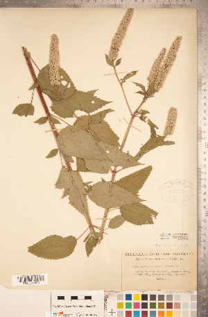  ( - CCDB-20336-F01)  @11 [ ] Copyright (2015) Deb Metsger Royal Ontario Museum