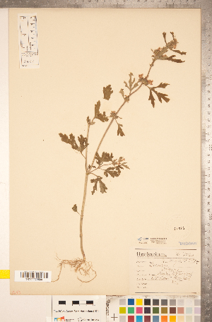  ( - CCDB-20336-G03)  @11 [ ] Copyright (2015) Deb Metsger Royal Ontario Museum