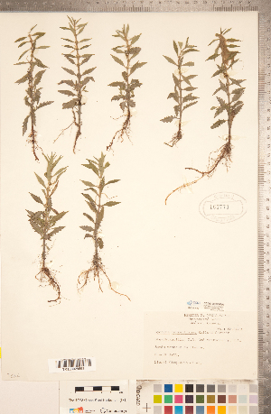  (Lycopus laurentianus - CCDB-20336-D04)  @11 [ ] Copyright (2015) Deb Metsger Royal Ontario Museum