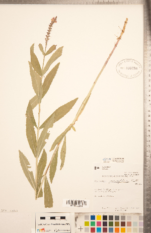 (Physostegia parviflora - CCDB-20336-F07)  @11 [ ] Copyright (2015) Deb Metsger Royal Ontario Museum