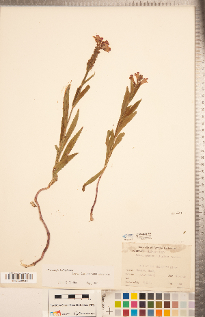  ( - CCDB-20336-E07)  @11 [ ] Copyright (2015) Deb Metsger Royal Ontario Museum