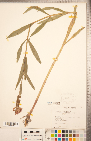  ( - CCDB-20336-C07)  @11 [ ] Copyright (2015) Deb Metsger Royal Ontario Museum