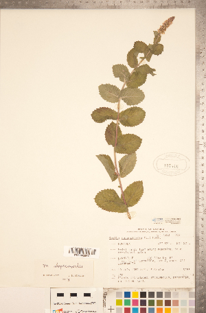  (Mentha x villosa var. alopecuroides - CCDB-20336-H08)  @11 [ ] Copyright (2015) Deb Metsger Royal Ontario Museum