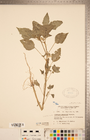  (Physalis ixocarpa - CCDB-20338-E02)  @11 [ ] Copyright (2015) Deb Metsger Royal Ontario Museum