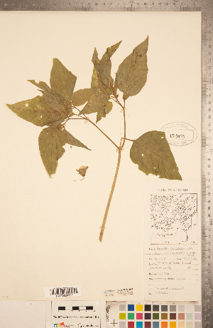  (Physalis longifolia var. subglabrata - CCDB-20338-B02)  @11 [ ] Copyright (2015) Deb Metsger Royal Ontario Museum