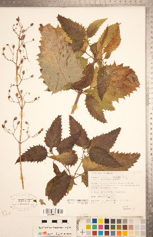  (Scrophularia marilandica - CCDB-20338-C03)  @11 [ ] Copyright (2015) Deb Metsger Royal Ontario Museum