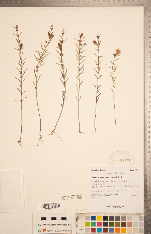  (Agalinis purpurea var. parviflora - CCDB-20338-F05)  @11 [ ] Copyright (2015) Deb Metsger Royal Ontario Museum