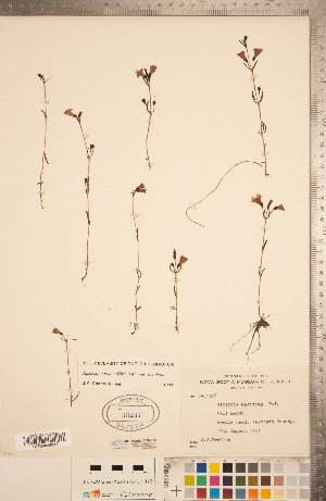 ( - CCDB-20338-D05)  @11 [ ] Copyright (2015) Deb Metsger Royal Ontario Museum