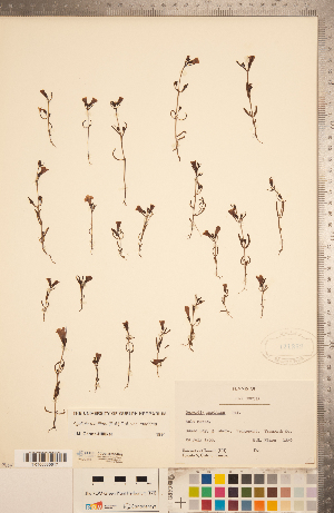  ( - CCDB-20338-B05)  @11 [ ] Copyright (2015) Deb Metsger Royal Ontario Museum