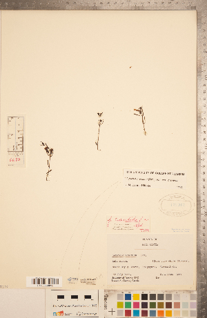  ( - CCDB-20338-A05)  @11 [ ] Copyright (2015) Deb Metsger Royal Ontario Museum