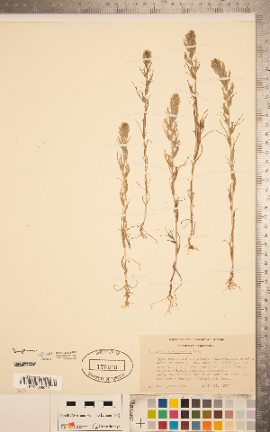  ( - CCDB-20338-F07)  @11 [ ] Copyright (2015) Deb Metsger Royal Ontario Museum