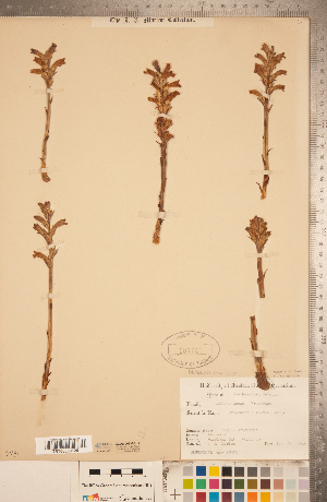  ( - CCDB-20338-H12)  @11 [ ] Copyright (2015) Deb Metsger Royal Ontario Museum