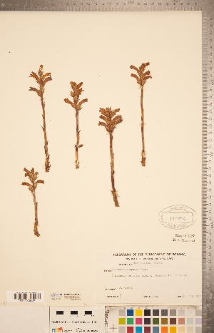  ( - CCDB-20338-G12)  @11 [ ] Copyright (2015) Deb Metsger Royal Ontario Museum