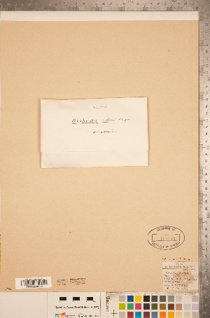  (Kopsiopsis hookeri - CCDB-20338-F12)  @11 [ ] Copyright (2015) Deb Metsger Royal Ontario Museum