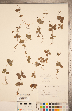  (Galium kamtschaticum - CCDB-20339-D07)  @11 [ ] Copyright (2015) Deb Metsger Royal Ontario Museum