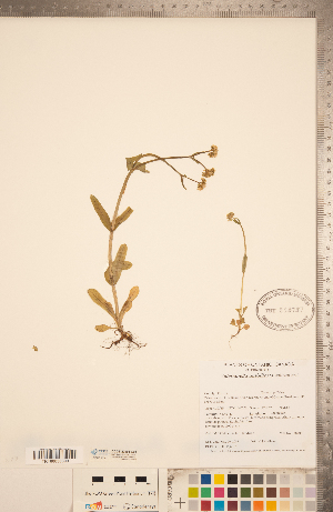  (Valerianella umbilicata - CCDB-22993-C01)  @11 [ ] Copyright (2015) Deb Metsger Royal Ontario Museum