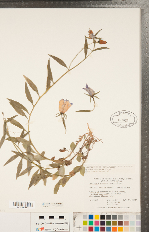  (Campanula alaskana - CCDB-22993-G03)  @11 [ ] Copyright (2015) Deb Metsger Royal Ontario Museum