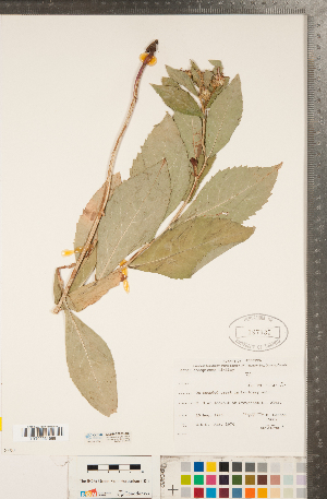 ( - CCDB-22989-A09)  @11 [ ] Copyright (2015) Deb Metsger Royal Ontario Museum